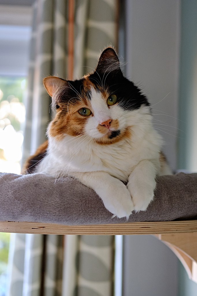 A calico cat sitting on an indoor porch